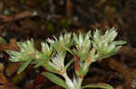 Silver nailwort